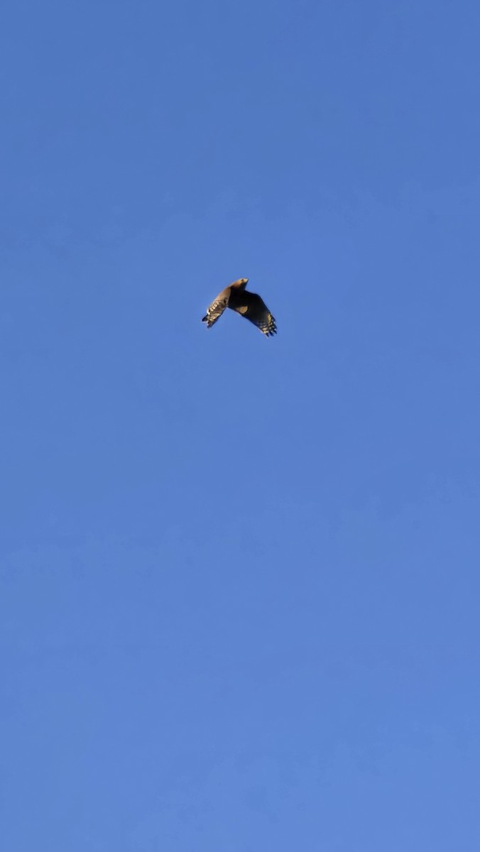 カタアカノスリ - ML644932212