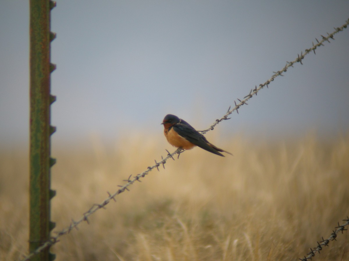 vlaštovka obecná - ML644932227