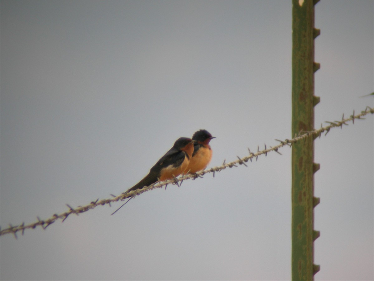 vlaštovka obecná - ML644932233