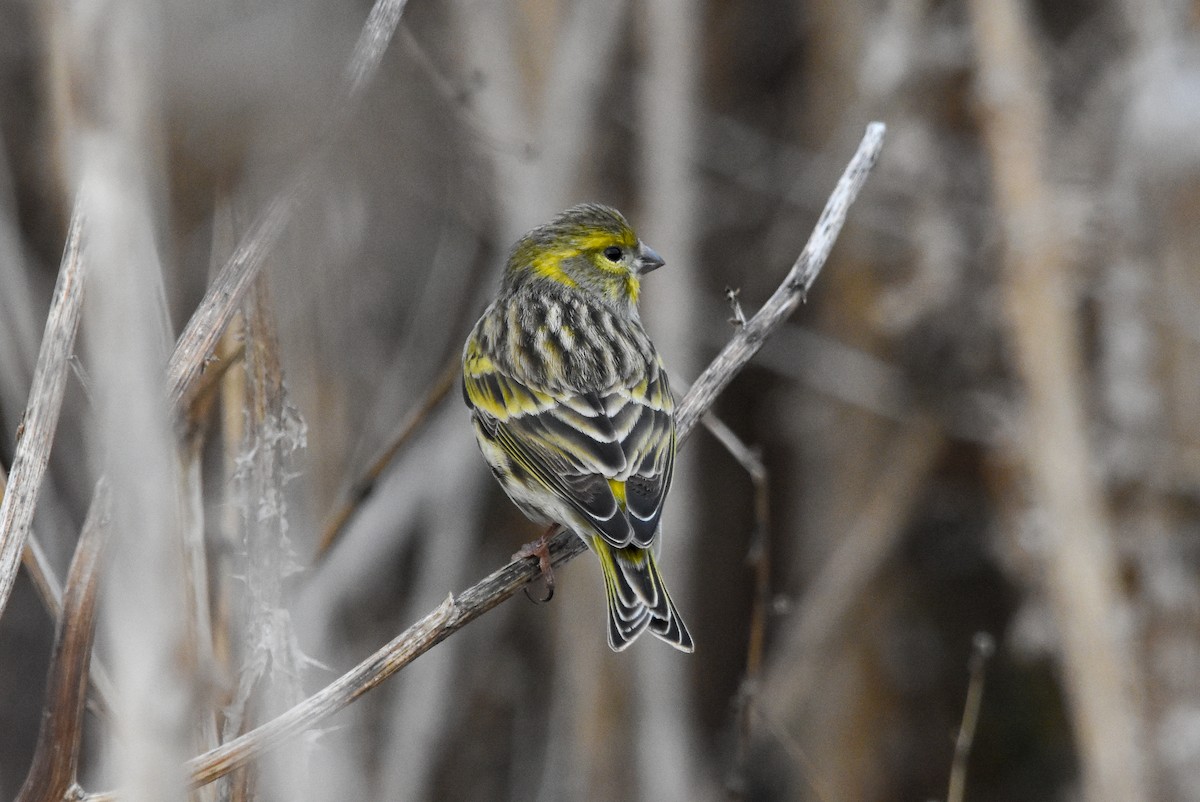 Txirriskila arrunta - ML644932247