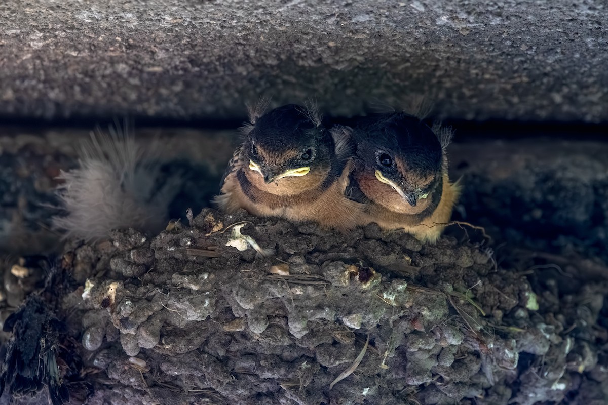 vlaštovka obecná - ML644932267