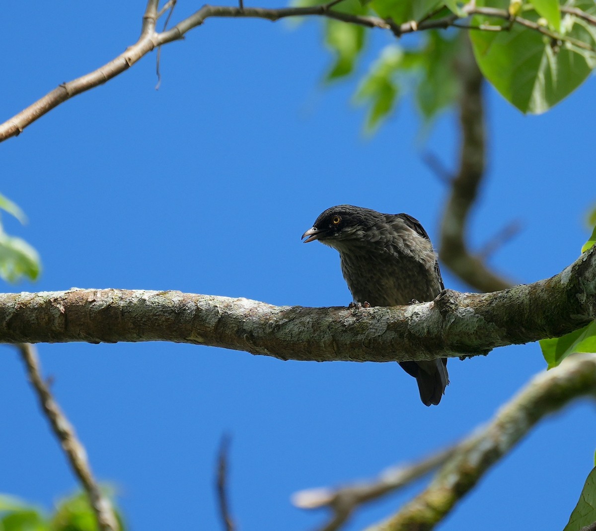 Polynesian Starling - ML644932286