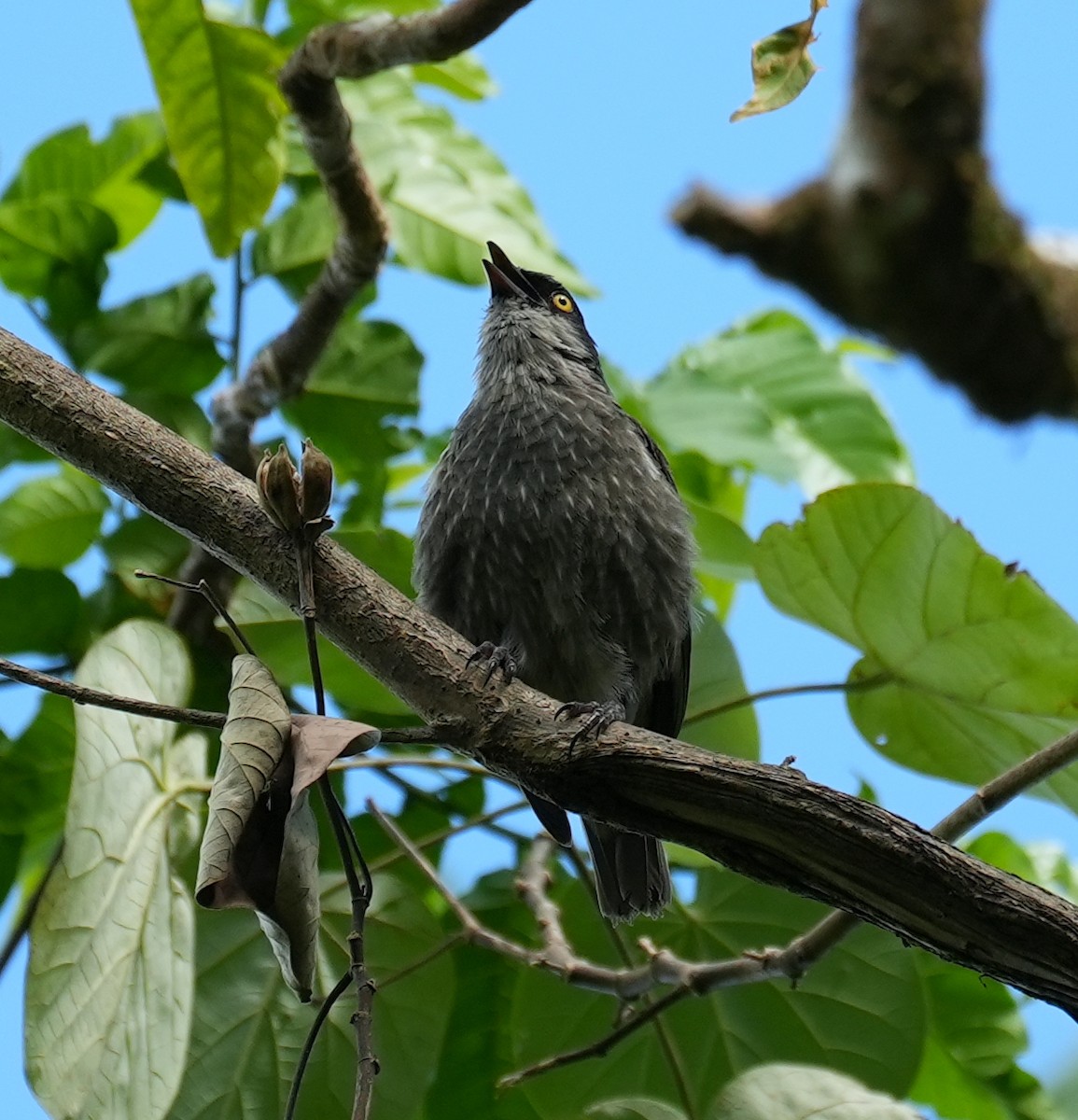 Polynesian Starling - ML644932287