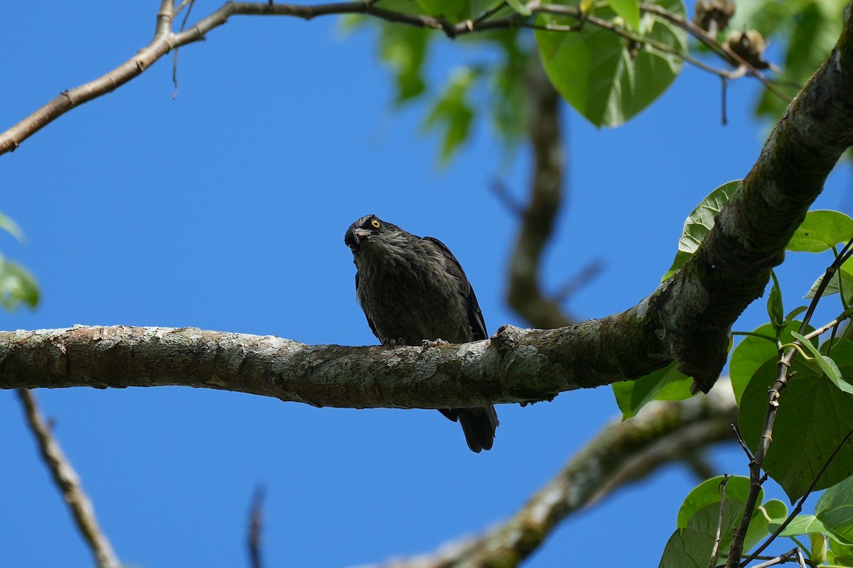Polynesian Starling - ML644932288
