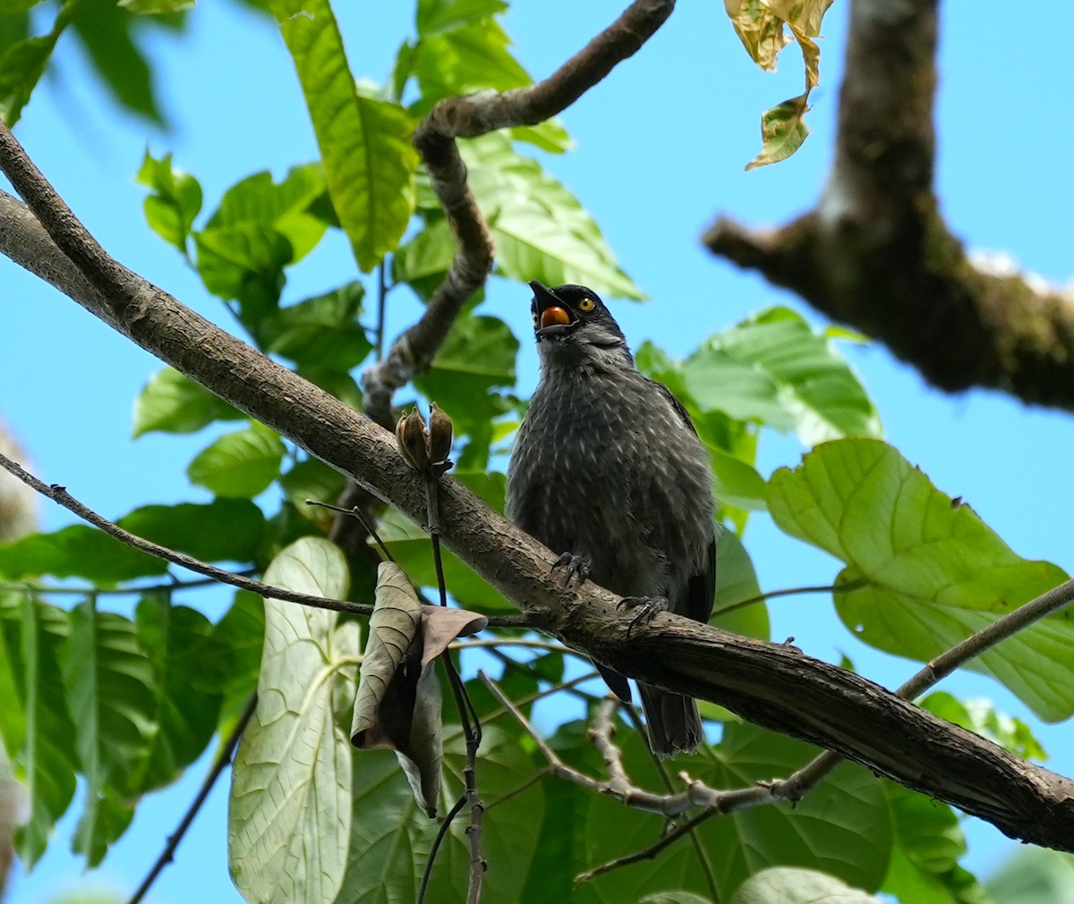 Polynesian Starling - ML644932289