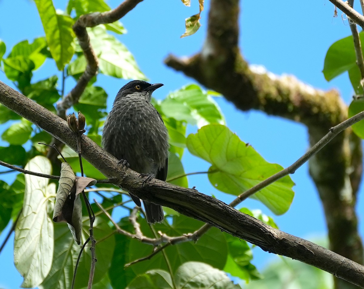 Polynesian Starling - ML644932290