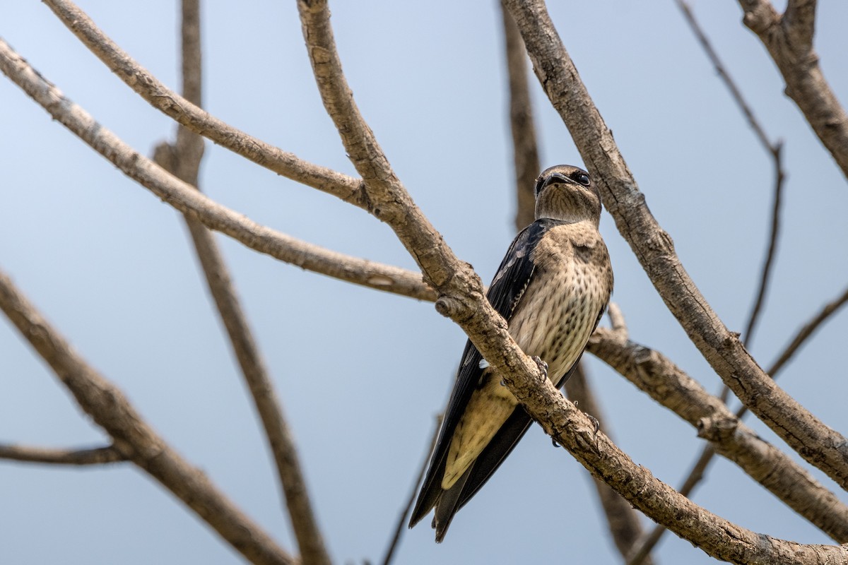Purple Martin - ML644932294