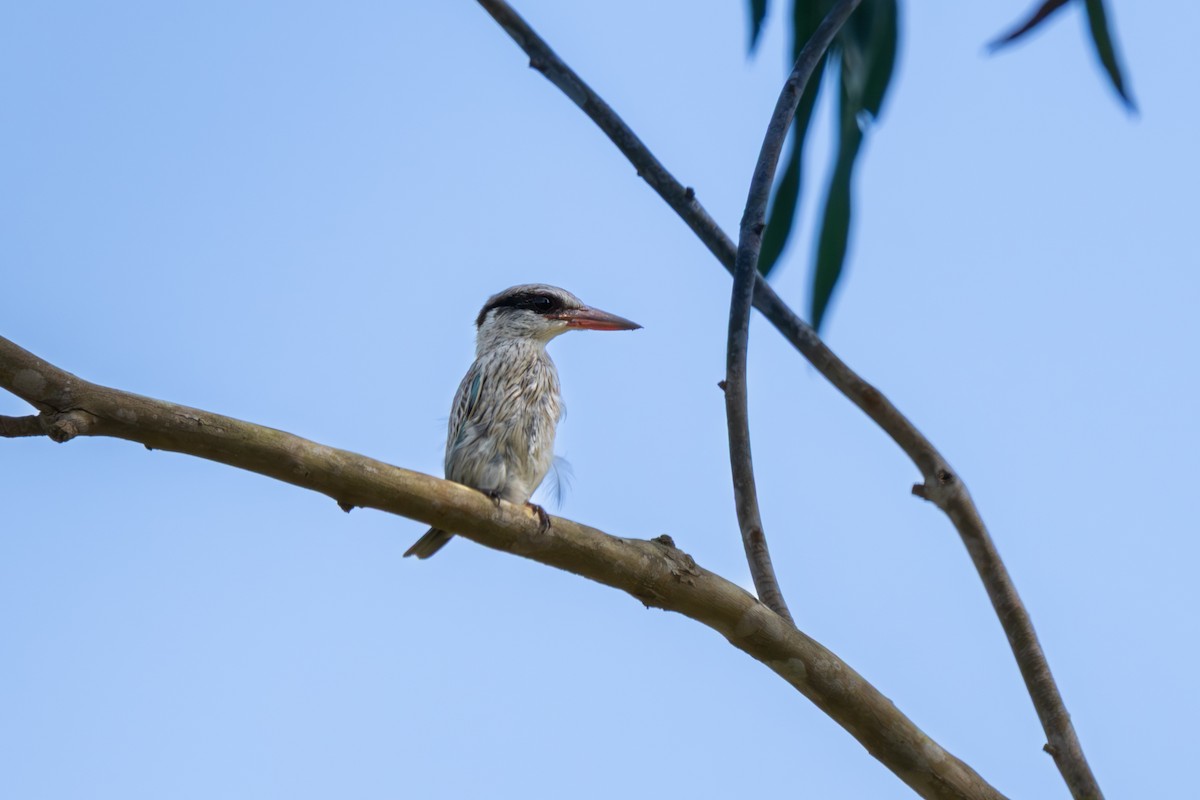 Striped Kingfisher - ML644932328