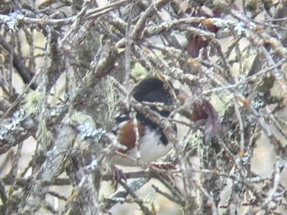 Spotted Towhee - ML644932338
