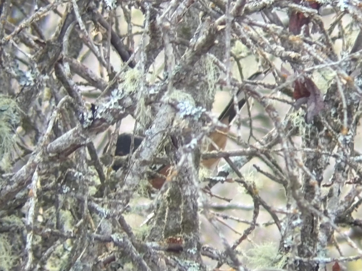 Spotted Towhee - ML644932339