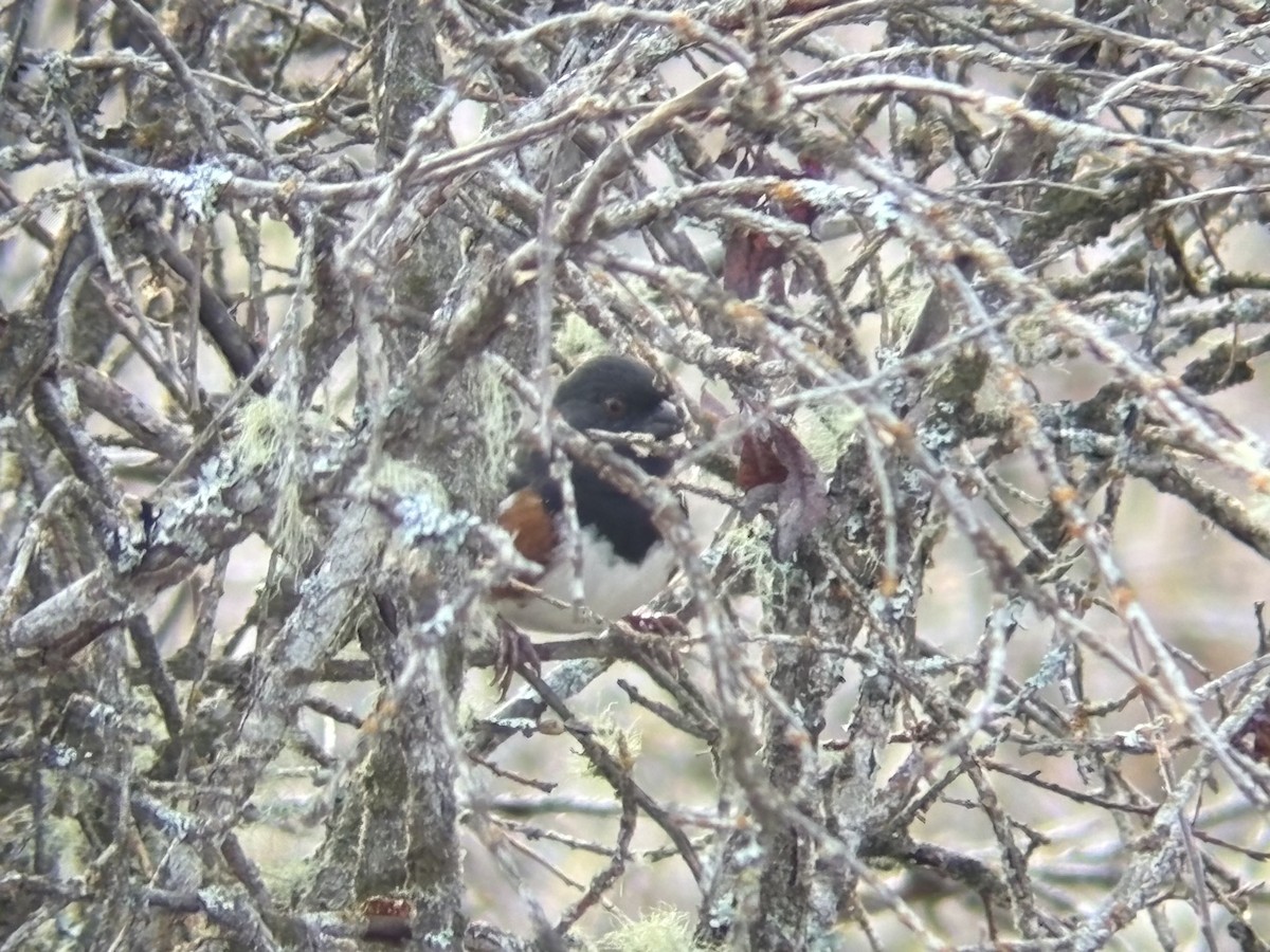 Spotted Towhee - ML644932340