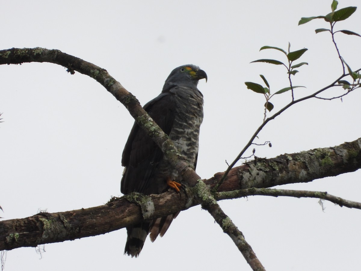 Hook-billed Kite - ML644932341