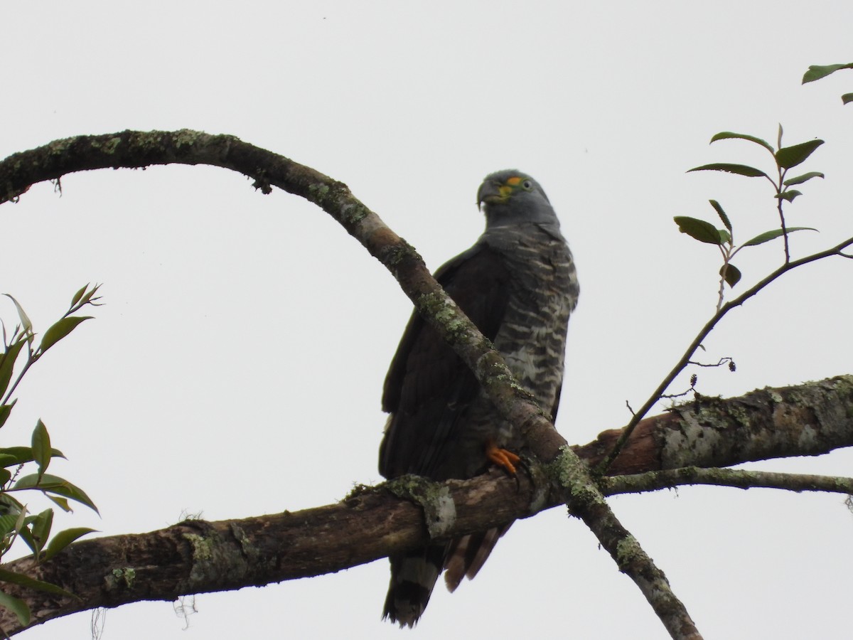Hook-billed Kite - ML644932342