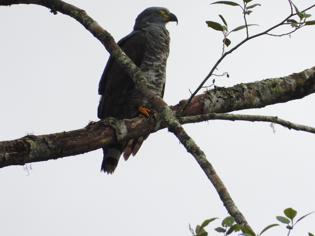 Hook-billed Kite - ML644932344