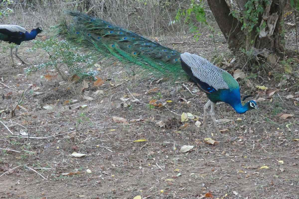 藍孔雀 - ML644932367