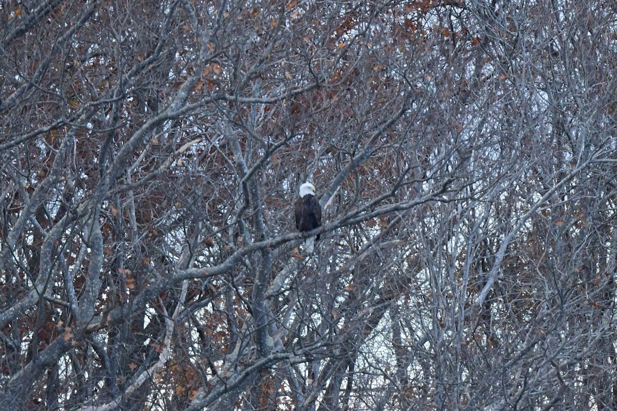 Bald Eagle - ML644932382