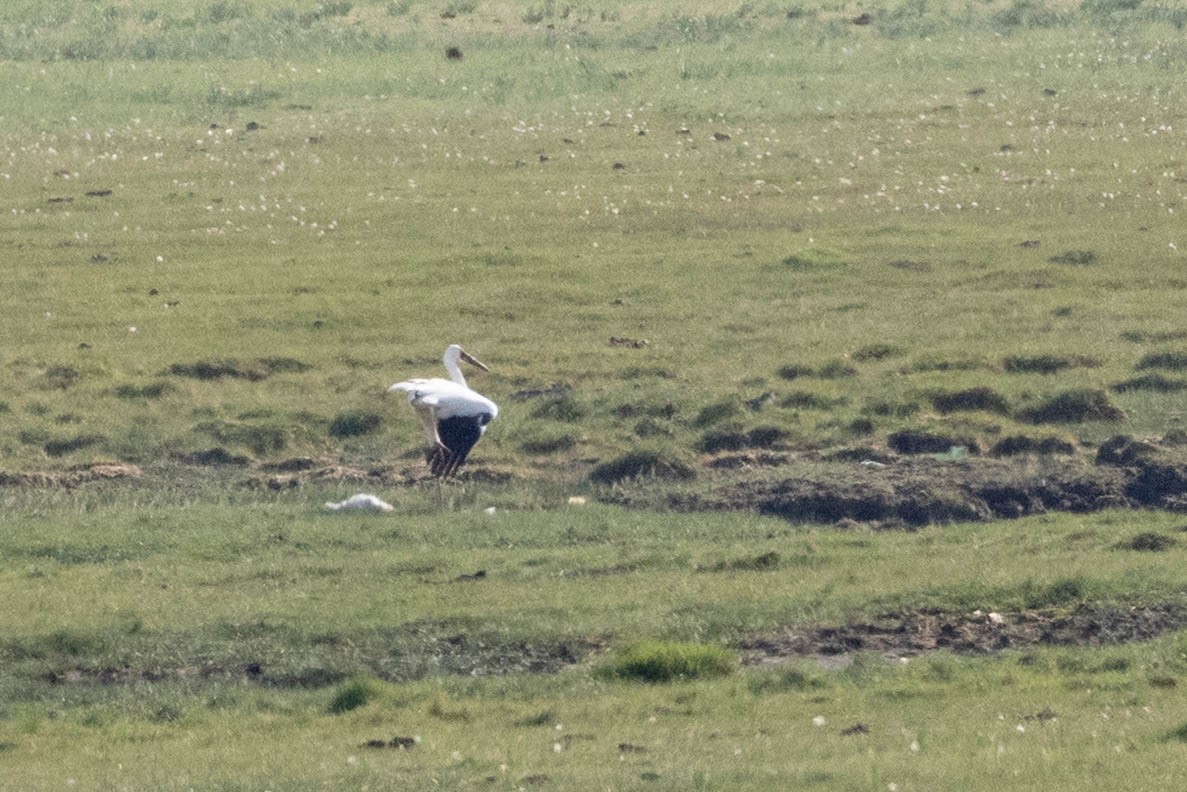 Kurrilo siberiarra - ML644932387