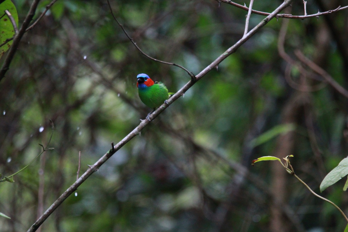 Red-necked Tanager - ML644932405