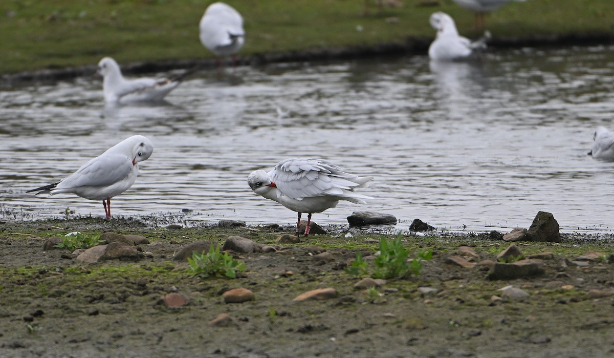 Mediterranean Gull - ML644932415