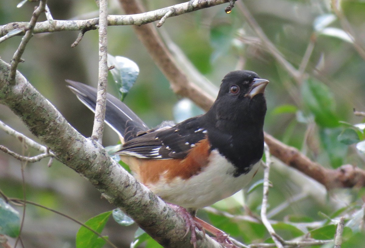Spotted x Eastern Towhee (hybrid) - ML644932419