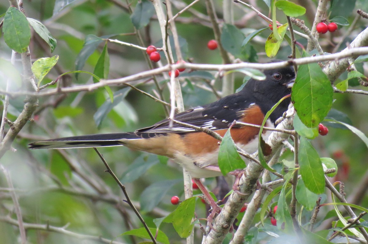 Spotted x Eastern Towhee (hybrid) - ML644932420