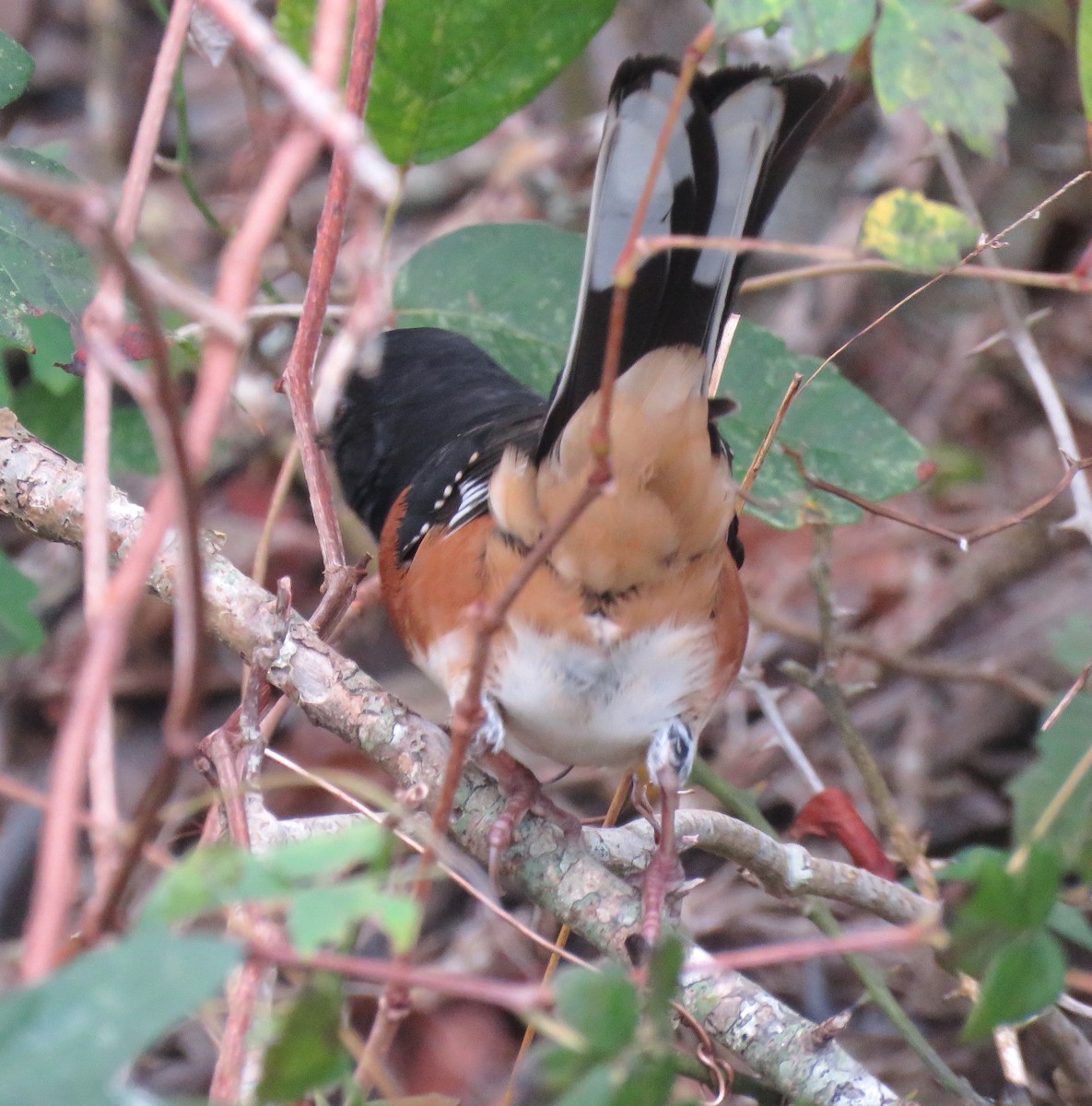 Spotted x Eastern Towhee (hybrid) - ML644932421