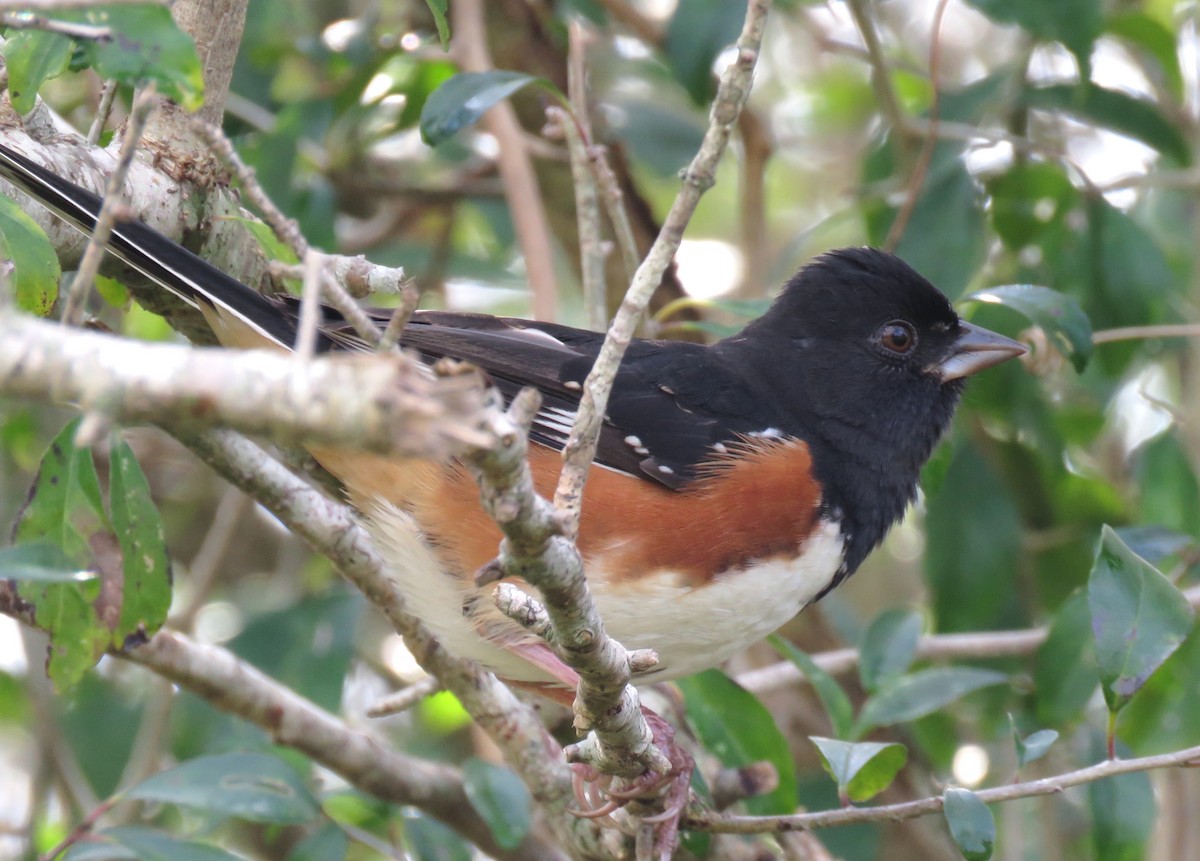 Spotted x Eastern Towhee (hybrid) - ML644932422