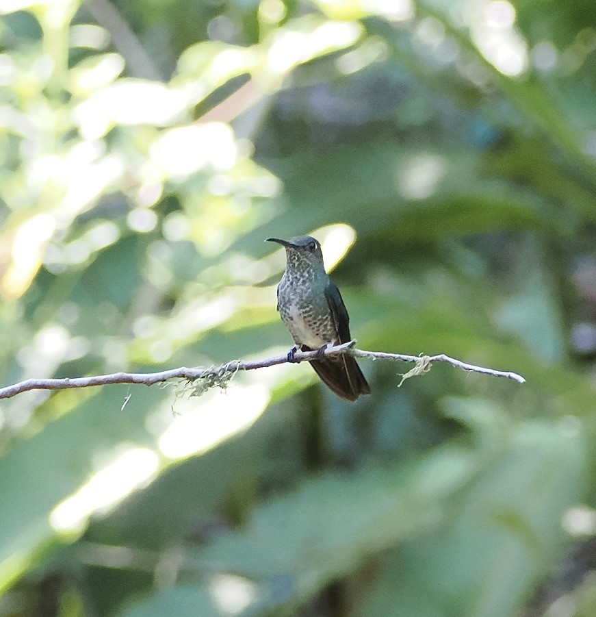 Tropfenkolibri - ML644932423