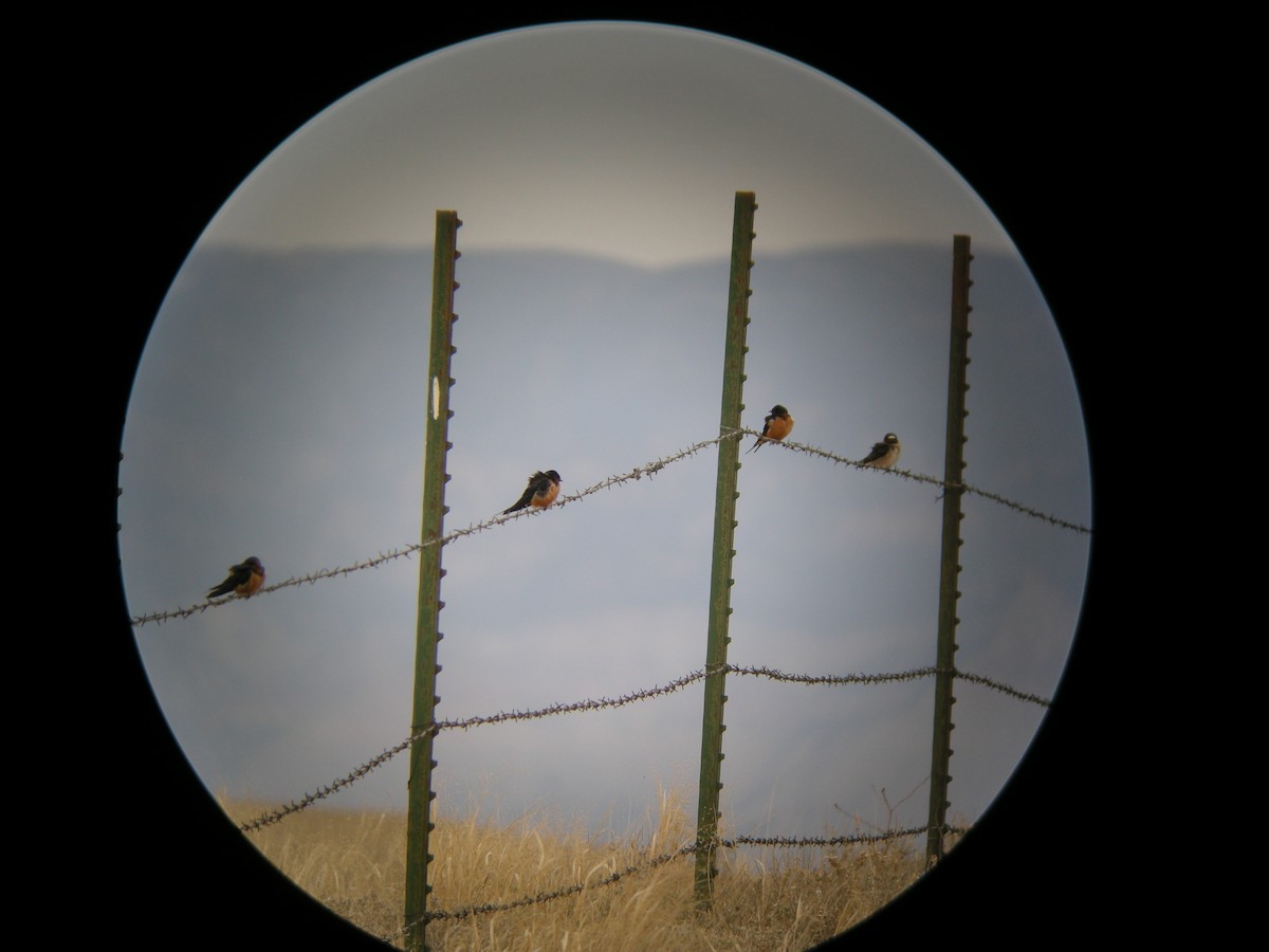 vlaštovka obecná - ML644932424