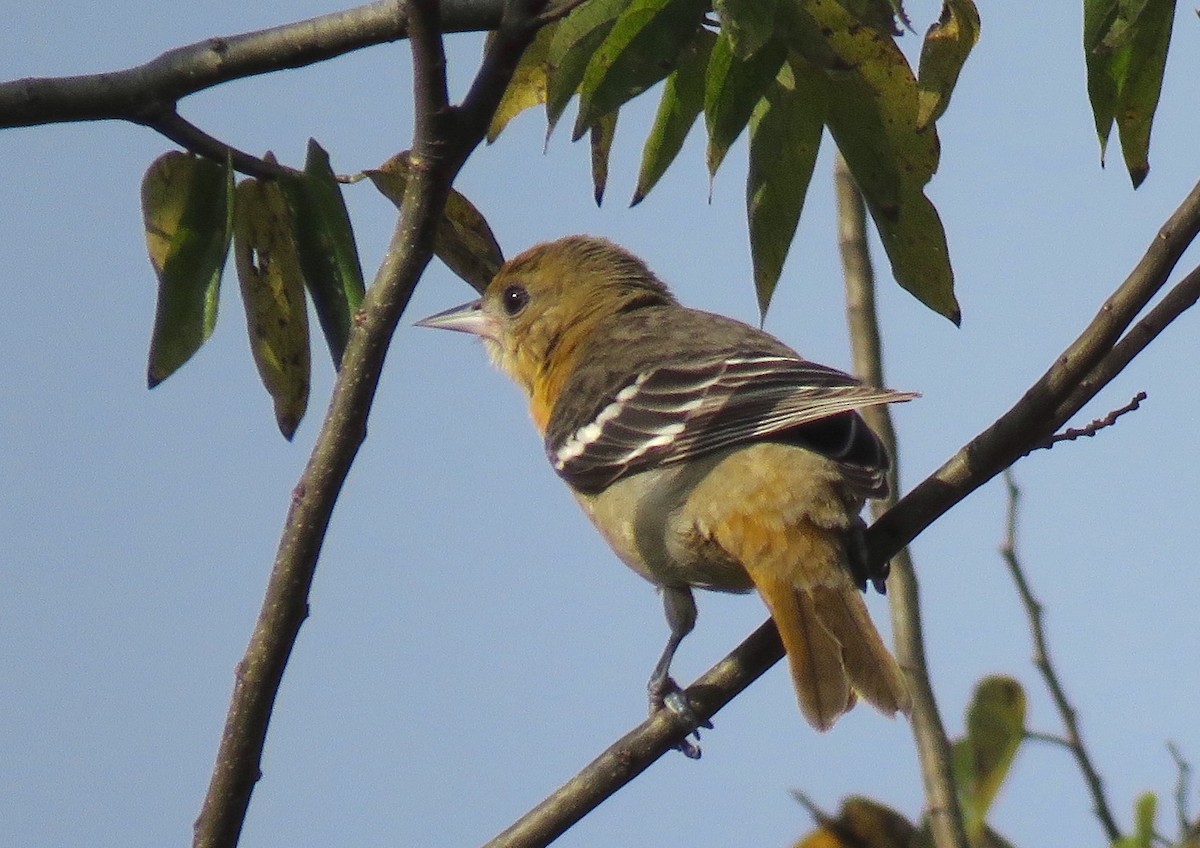 Baltimore Oriole - ML644932436