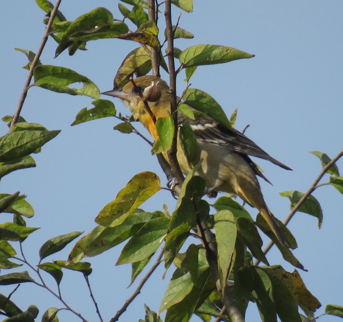Baltimore Oriole - ML644932437