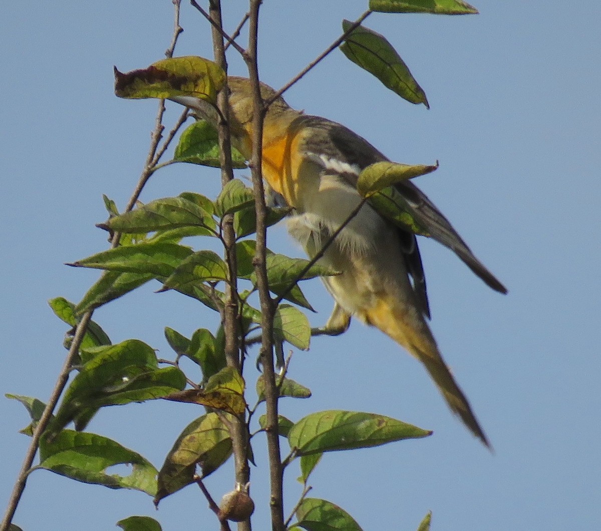 Baltimore Oriole - ML644932438