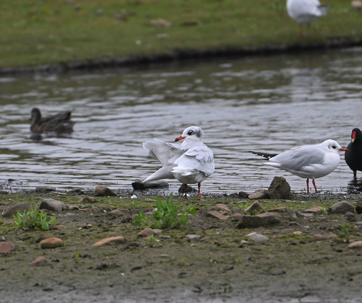 Mediterranean Gull - ML644932459
