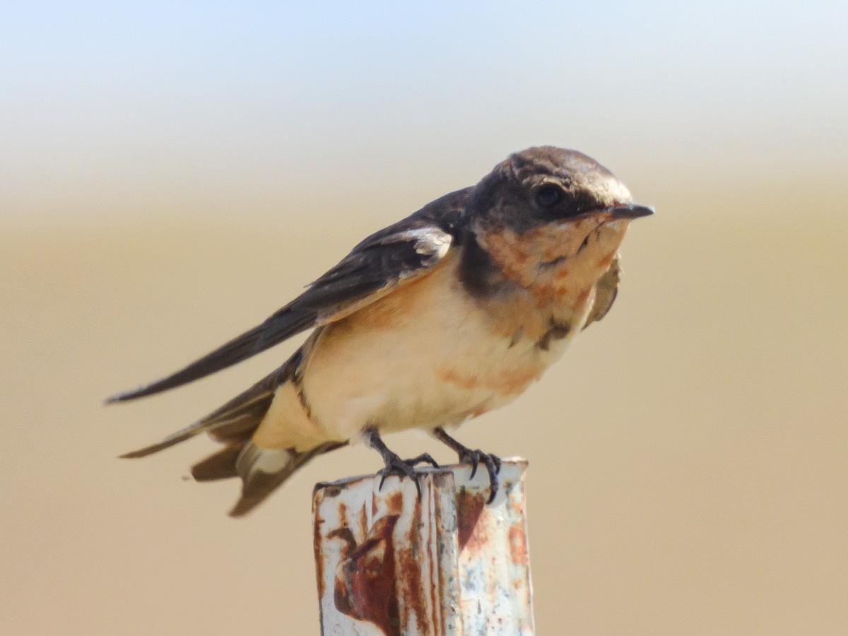 vlaštovka obecná - ML644932494