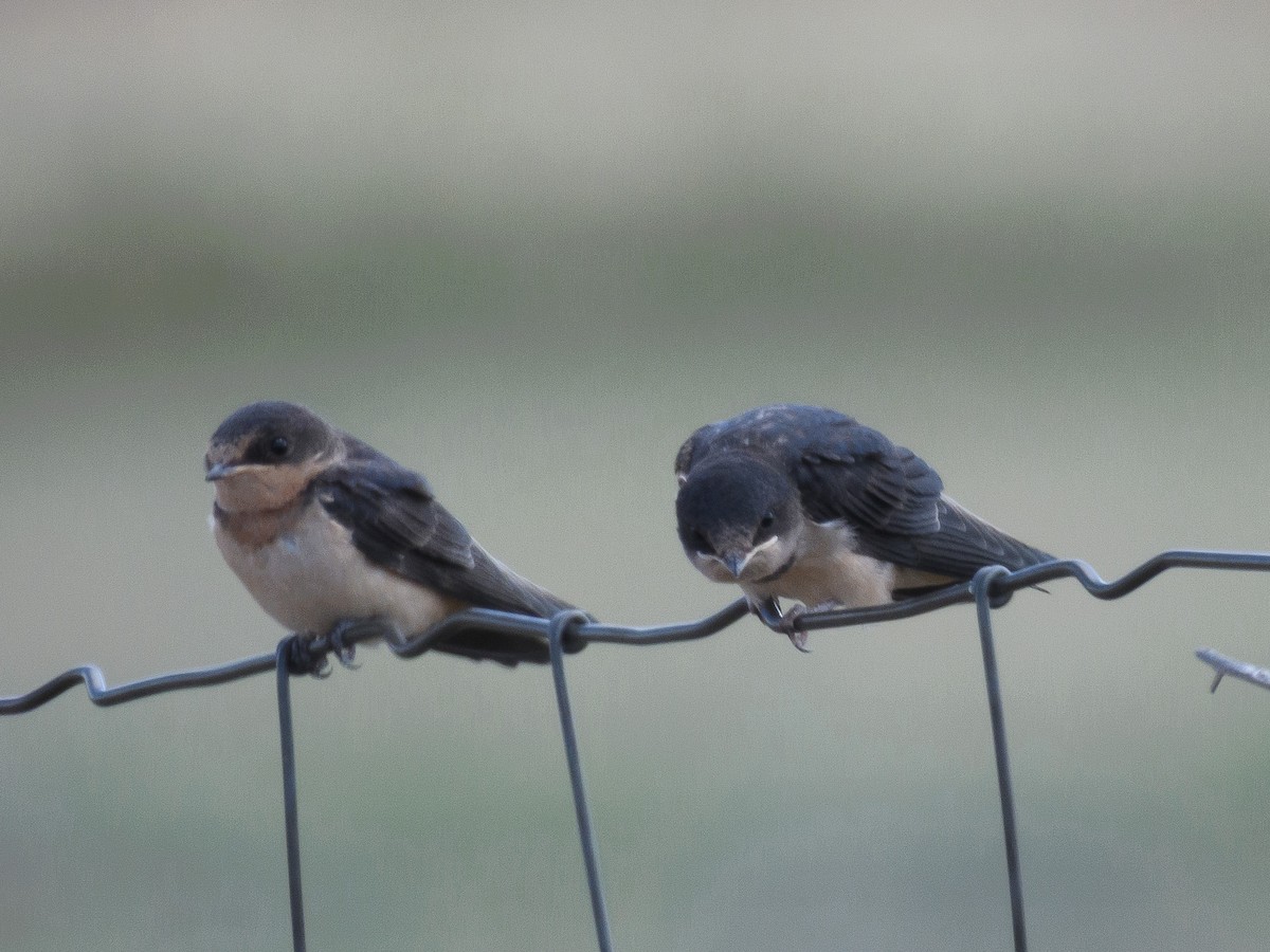 vlaštovka obecná - ML644932495