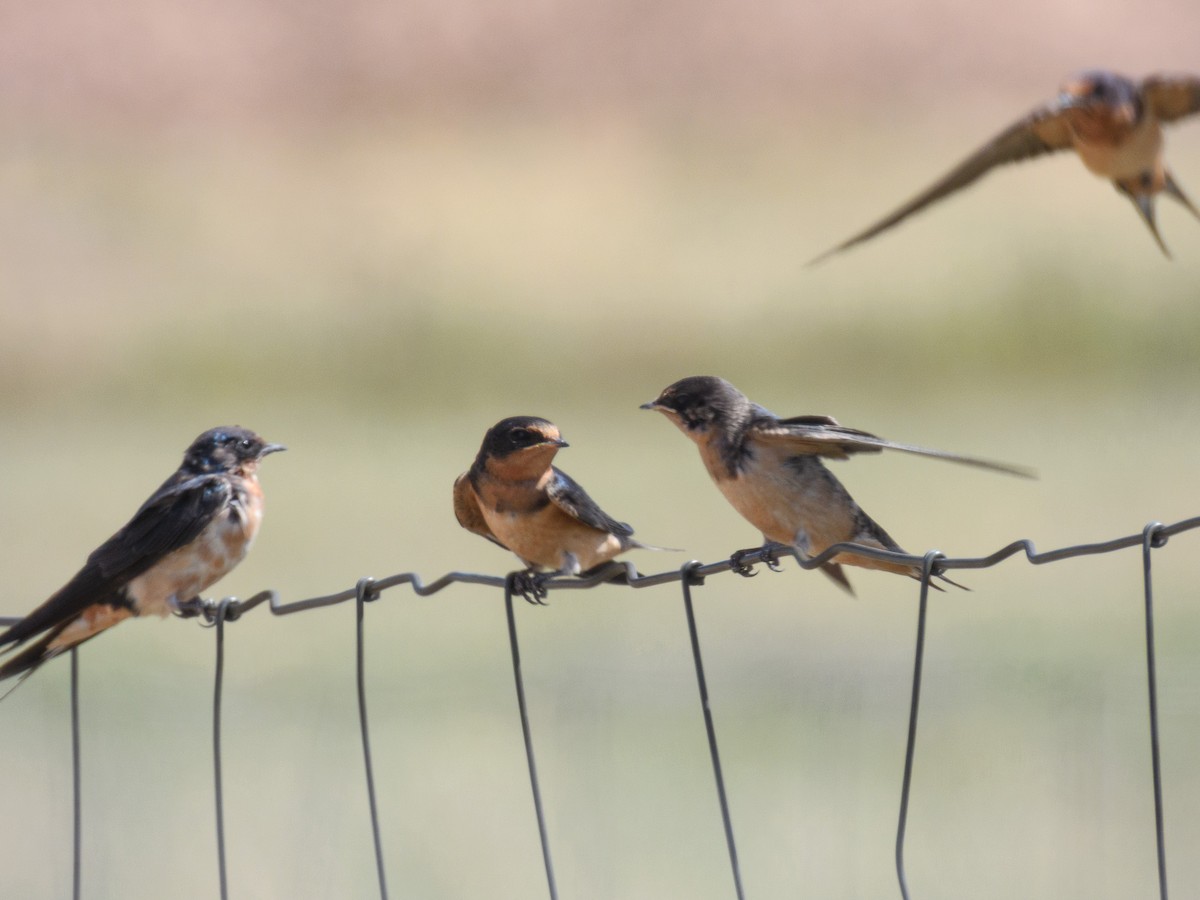 vlaštovka obecná - ML644932496