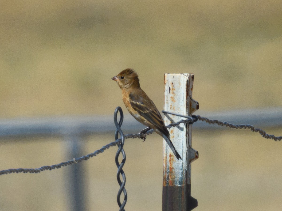 Lazuli Bunting - ML644932516