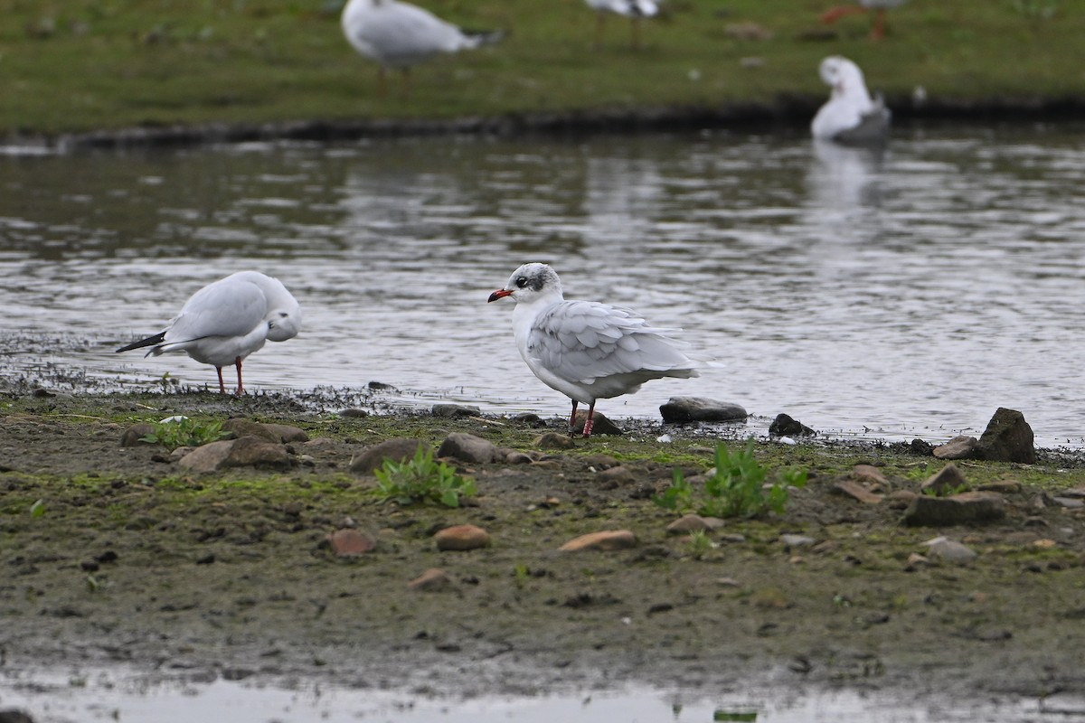 Mediterranean Gull - ML644932520