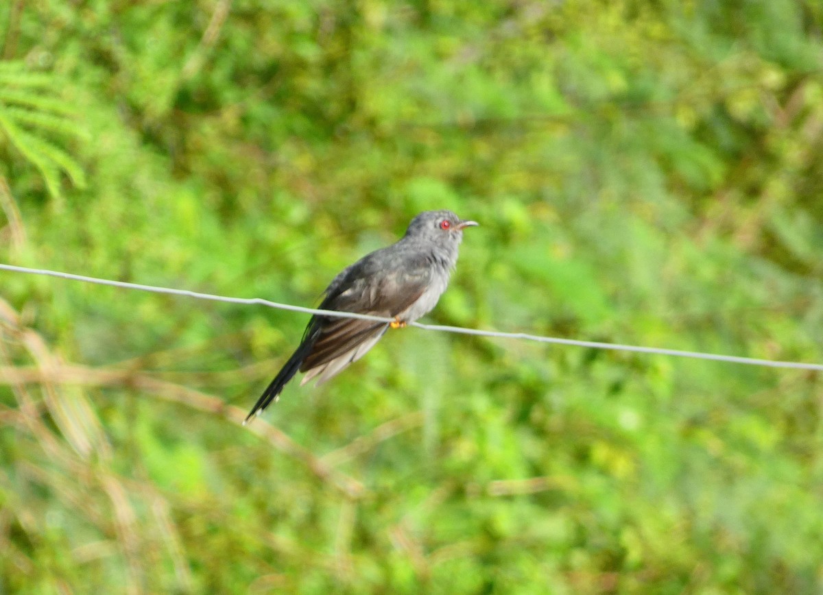 Воробьиная кукушка - ML644932531