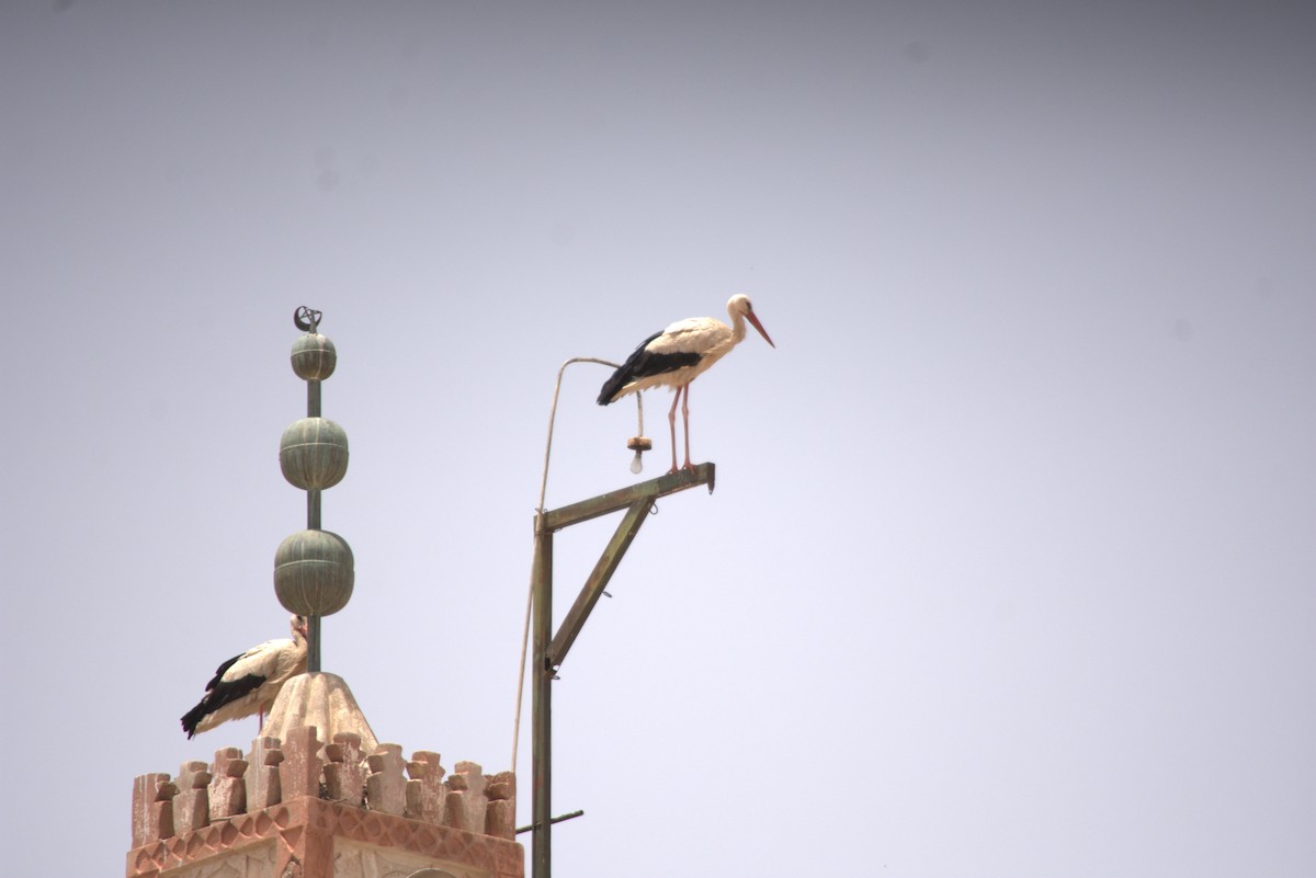White Stork - ML644932538