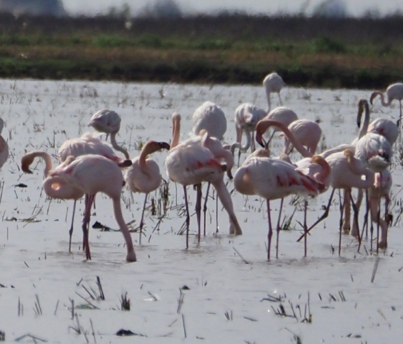 Zwergflamingo - ML644932572