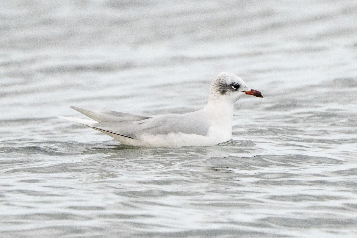 Mediterranean Gull - ML644932575