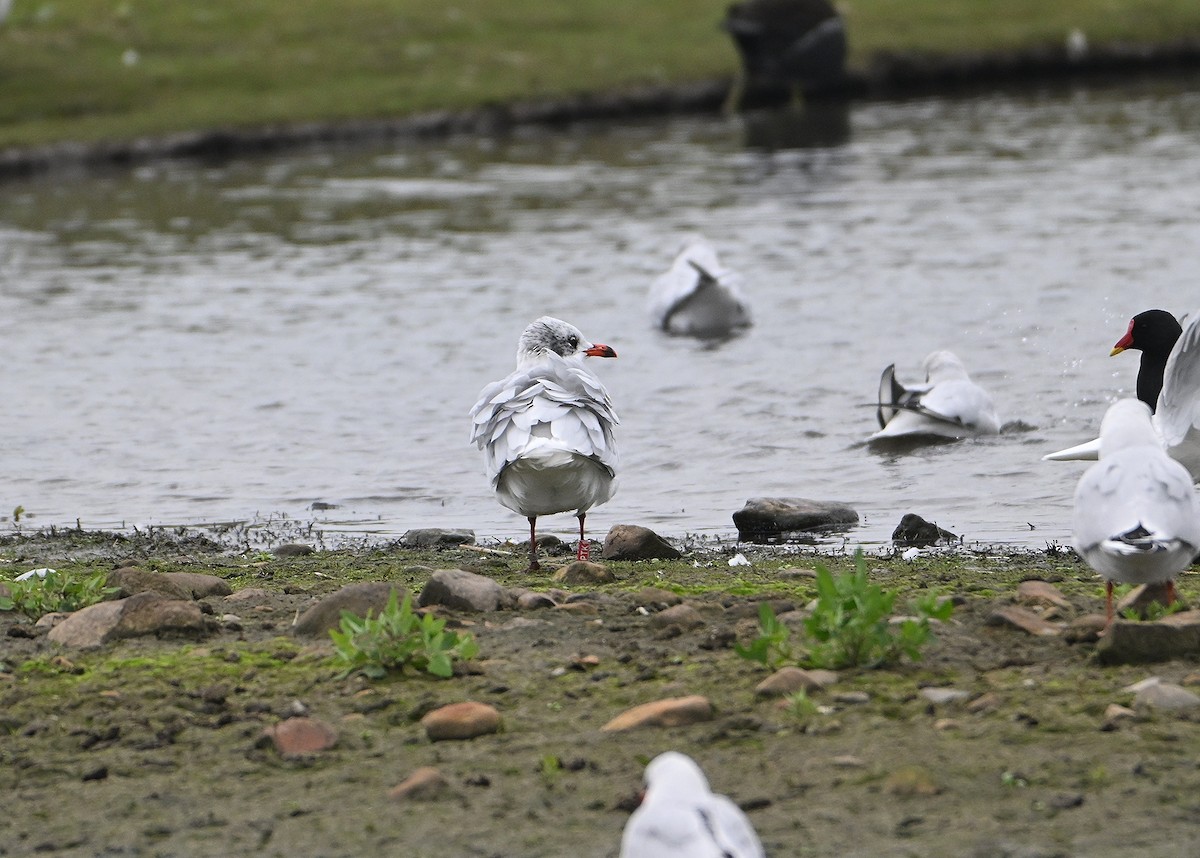 Mediterranean Gull - ML644932597
