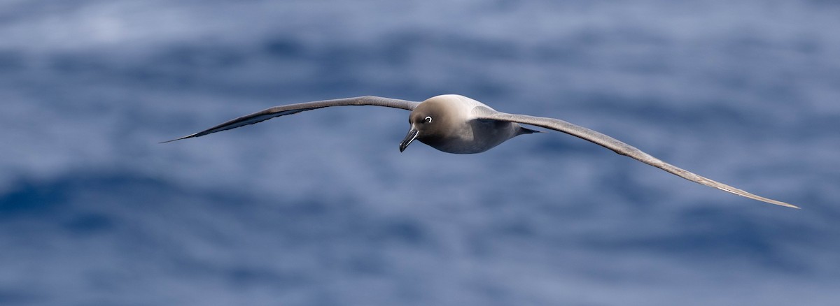 Albatros hauskara - ML644932615