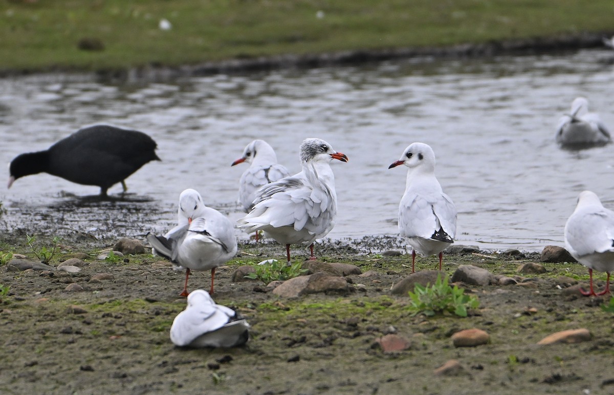 Mediterranean Gull - ML644932624