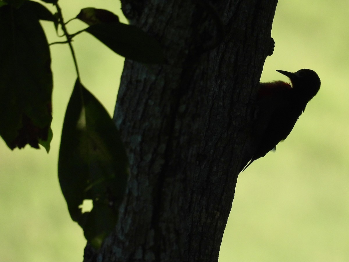 Puerto Rican Woodpecker - ML644932634