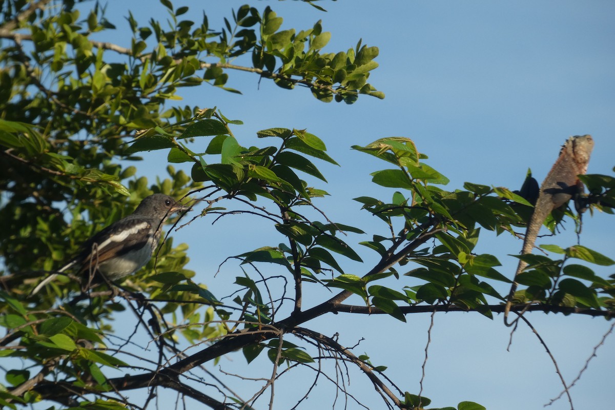 鵲鴝 - ML644932639