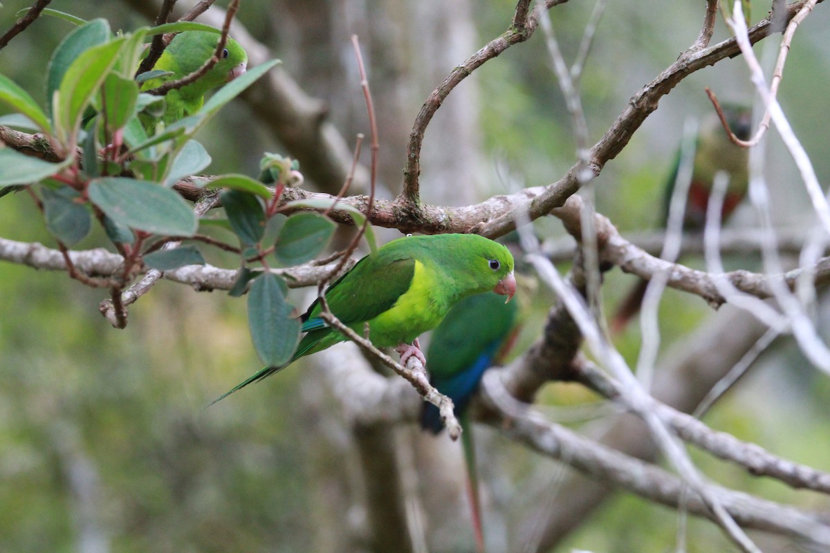 オナガミドリインコ - ML644932662