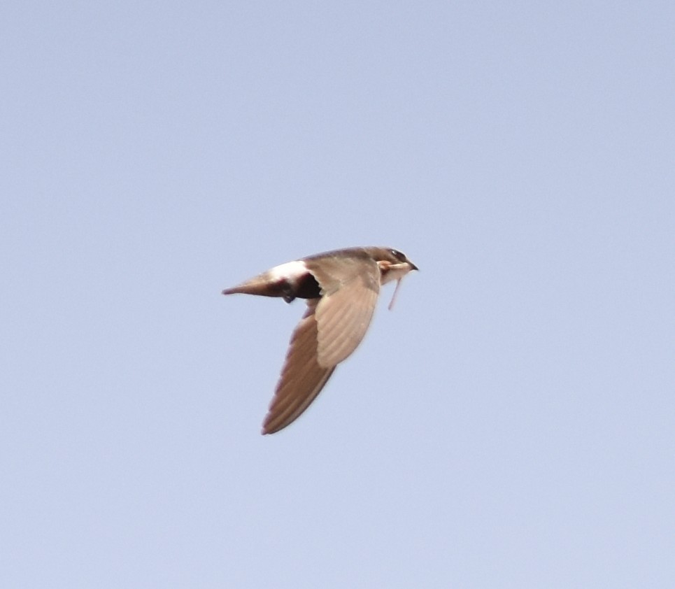 Little Swift - ML644932677