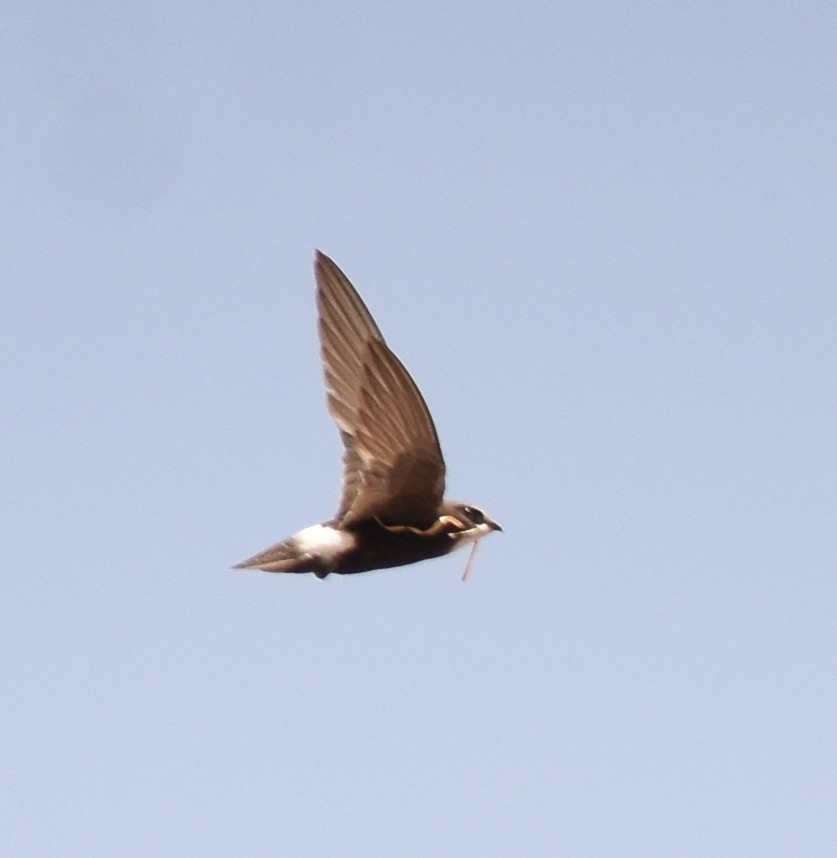 Little Swift - ML644932678